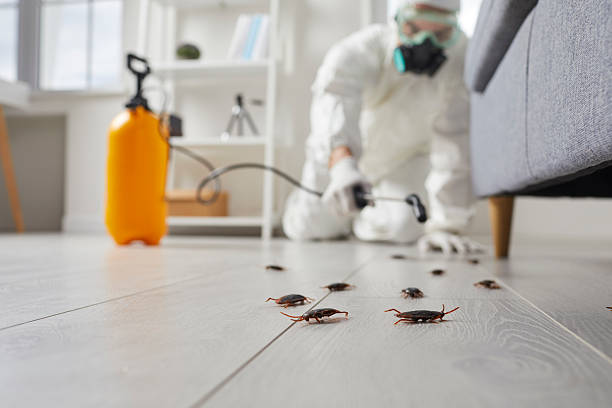 Trusted Termite Control service in Falls Church, VA - Nex Pest Control